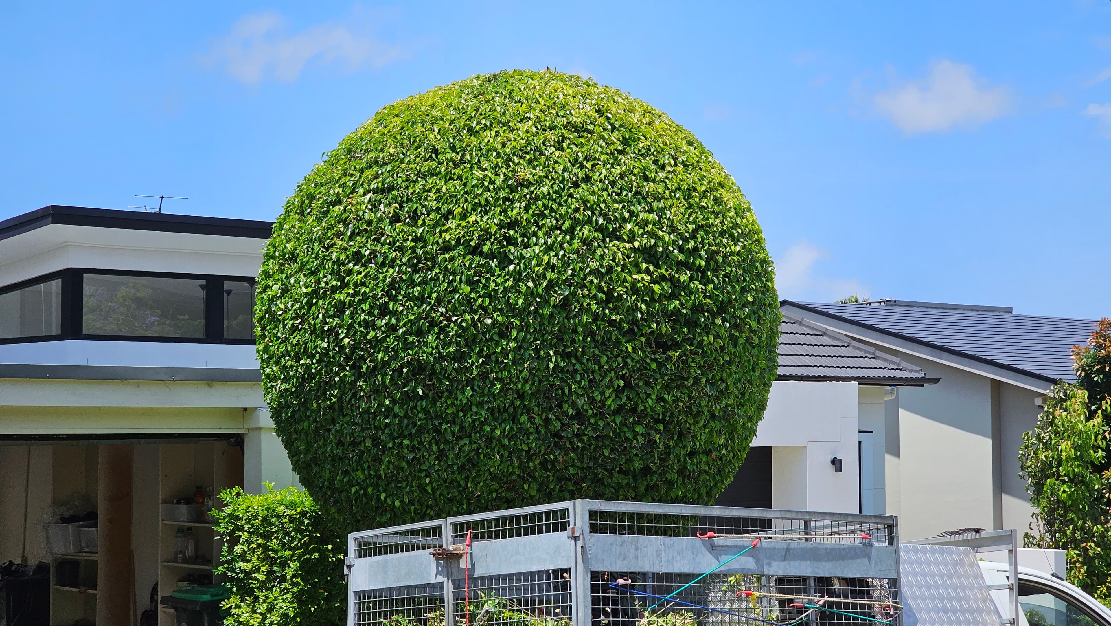 Illustration of Hedge Trimming